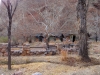 s_2012-0212_southkaibab_tx8394