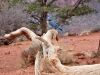 s_2012-0212_southkaibab_nk0402-y