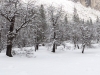 2012-0318_yosemite-y-2646