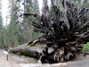 2012-03_ym-tree-01