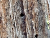 2012-03_ym-tree-31