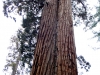 2012-03_ym-tree-35